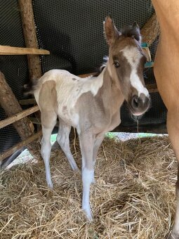 APH APHA PAINT HORSE ŽREBEC pripúšťanie - 19