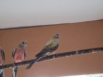 Neofema bourkova - 19