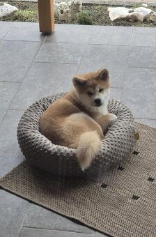 Akita inu s FCI rodokmeňom - plánovaný vrh - 19