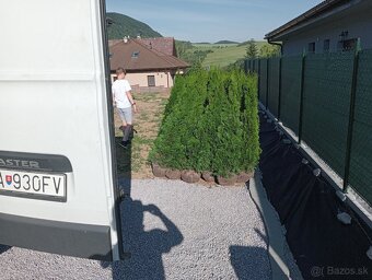 Tuja Smaragd, vavrínovec, červienka - POPRAD A OKOLIE - 19