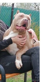 American bully xl - 19