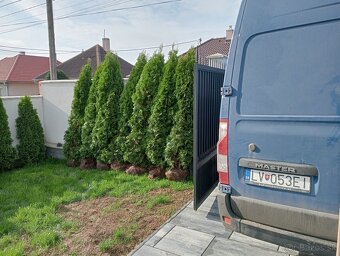 Tuja Smaragd, vavrínovec, červienka - Čadca a okolie - 19