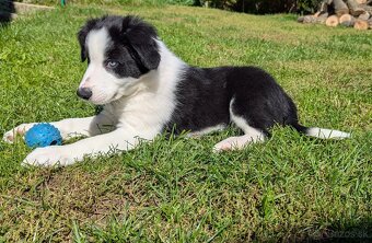 Border kolia- blue merle - 19