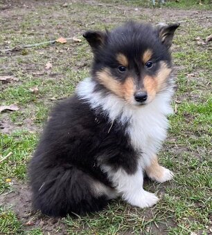 Kolia dlhosrstá - 19