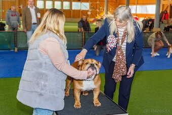 Anglicky Bulldog s PP na KRYTIE, buldog, Buldok , - 19