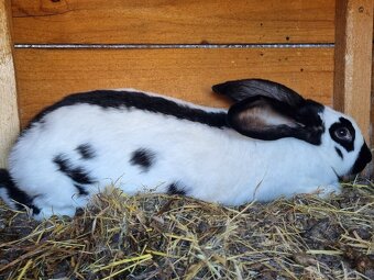 NOS .FRANCUZKY BARAN - 19