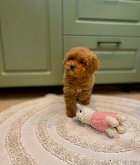 Pudel pudlik poodle - 19