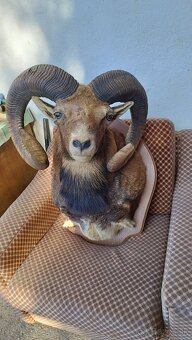 Predám preparát zlatého muflona. Parožie zhody trofeje. - 19