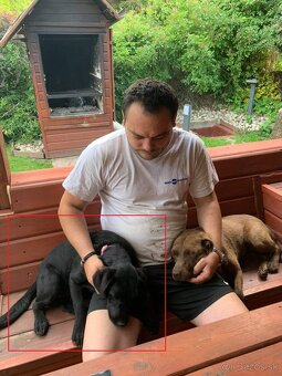 štěňata labrador a – připravena k odběru - 19