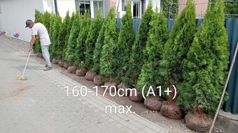 Tuja Smaragd, vavrínovec, červienka - Prešov - 19