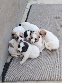 Stredoázijský ovčiak- šteniatká - 19