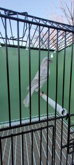 Predám Kanáriky,Kanáre - 19