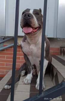 American bully XL, Americký stafordsirsky terier, - 19