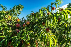 Ovocný sad, veľký stavebný pozemok s IS, obec Málaš, 2745m2 - 19