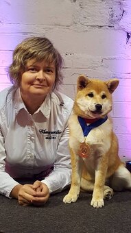 Shiba inu s PP /FCI / - 19