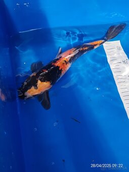 Koi kapor - 19