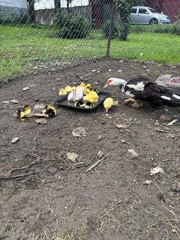 Pižmove kačice - 19