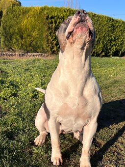 American bully xl s PP - 19