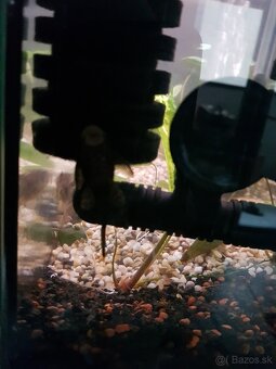 zabehnuté 54 litrové akvárium - 19