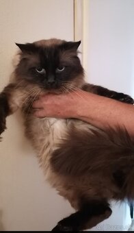 Ragdoll mačiatka, mačka - 19