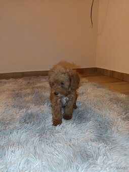 Toy Pudel chalpec - 19