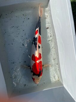 Japonské Koi kapre - 19