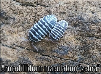 Isopody, rovnakonôžky - 19