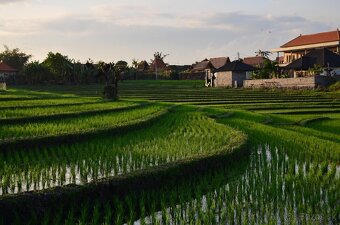Raj na zemi - Moderná vila na Bali s bazénom a záhradou - 19