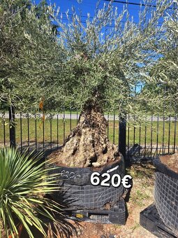 Mrazuvzdorne Olivovníky - 19