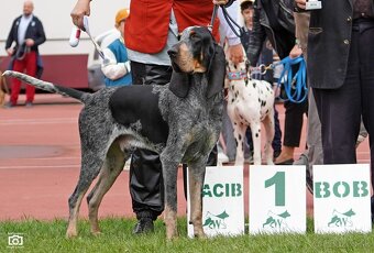 Velký gaskonský pes s PP FCI jako bracco italiano bloodhound - 19