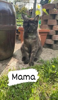 1/2 Mainská mývalia mačka/kocúr (Maine Coon) - 19