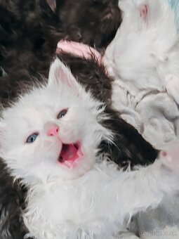 Mainska myvalia mačka - mačiatka Maine coon - 19