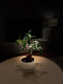 3-izb.zrekonštruovaný byt na Zvolenskej ul., loggia - 19