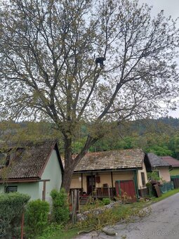 Výrub rizikových stromov - 19