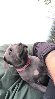 Amstaff šteniatka -verný modrý priatelia - 19