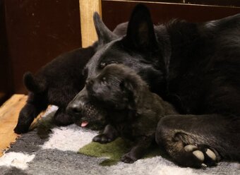 Nemecký ovčiak  s PP - 19