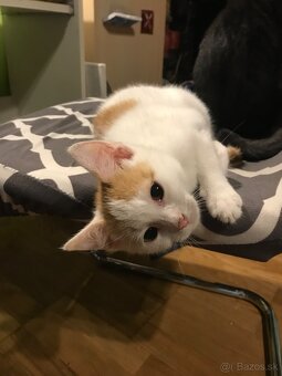 mačiatka - 19