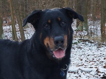 Beauceron - francouzský ovčák s PP (FCI) - 19