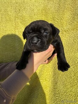Výnimočné šteniatka americký bandog s PP k odberu - 19