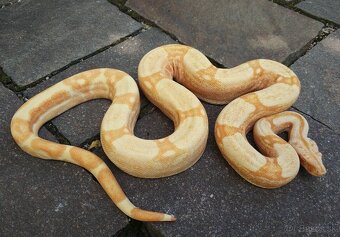Boa imperator - Purple Sharp Sunglow Aztec, Sharp Sunglow - 19