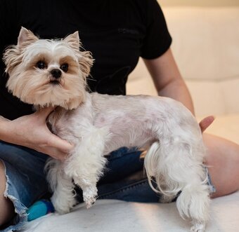 Golddust Yorkshire Terrier, Yorskshire s PP, Jork - 19