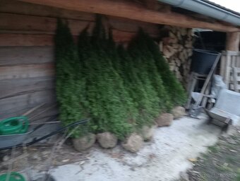 Tuja Smaragd, vavrínovec, červienka -  ROŽŇAVA - 19