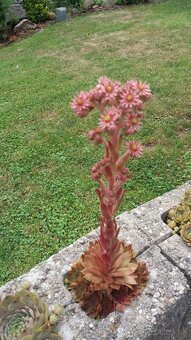 KYBLE,VEDRA,Bandasky - 19