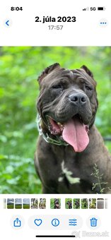 Bandog - 19