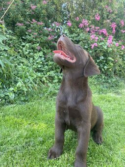 hnědé šteniatka labrador a – pripravené na odber - 19