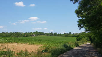 Predám dva vinohradnícke domy s pozemkami medzi vinohradmi p - 19