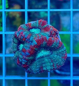 Morske Koraly - aktuálna ponúka - 19