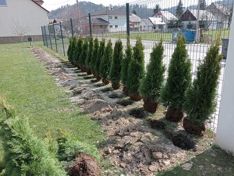 Tuja Smaragd, vavrínovec, červienka - Ružomberok - 19