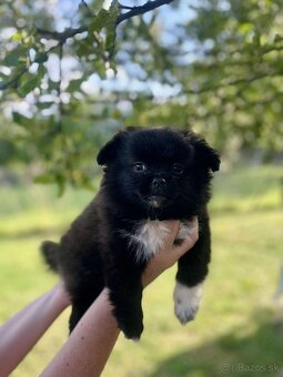 Pomeranian +nemecký špic - 19