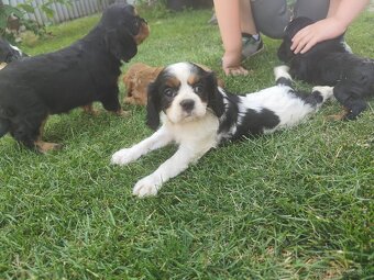 Šteniatka Cavalier king Charles španiel, kavalier - 19